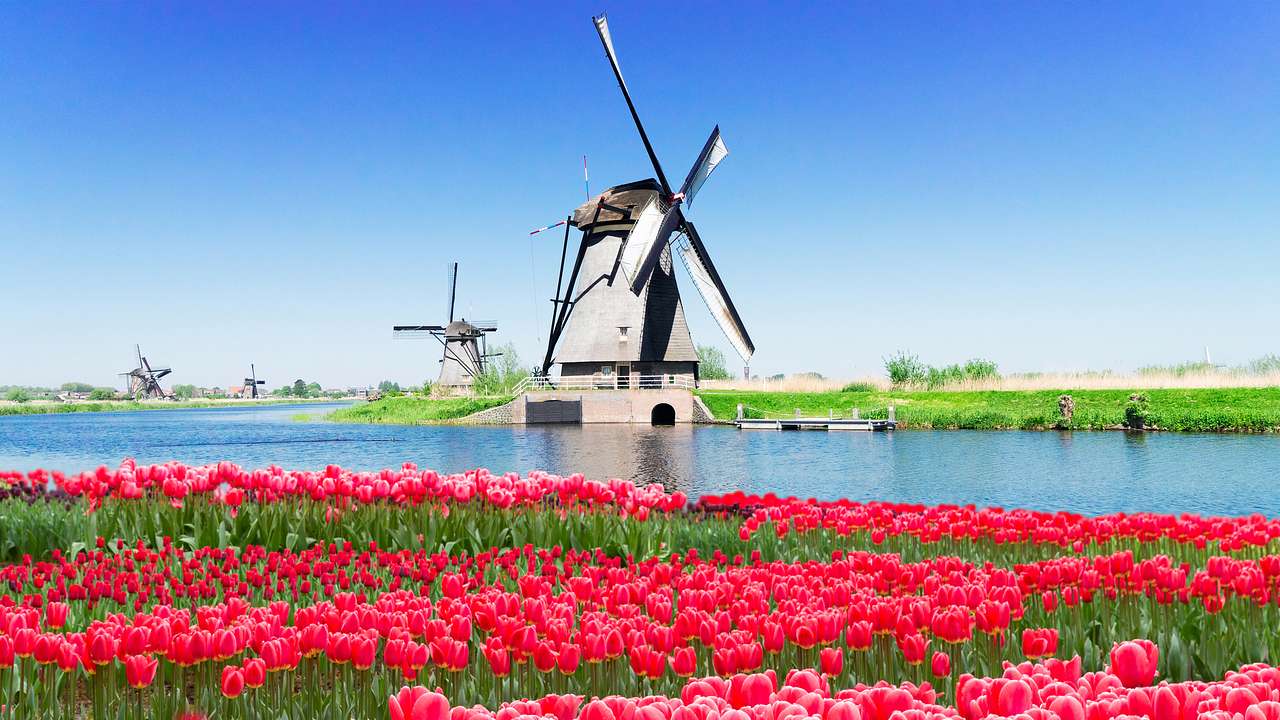 Rows of pink and red tulips in a field, with a canal and windmill at the back