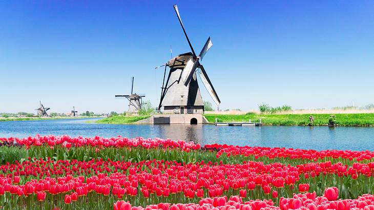 Rows of pink and red tulips in a field, with a canal and windmill at the back
