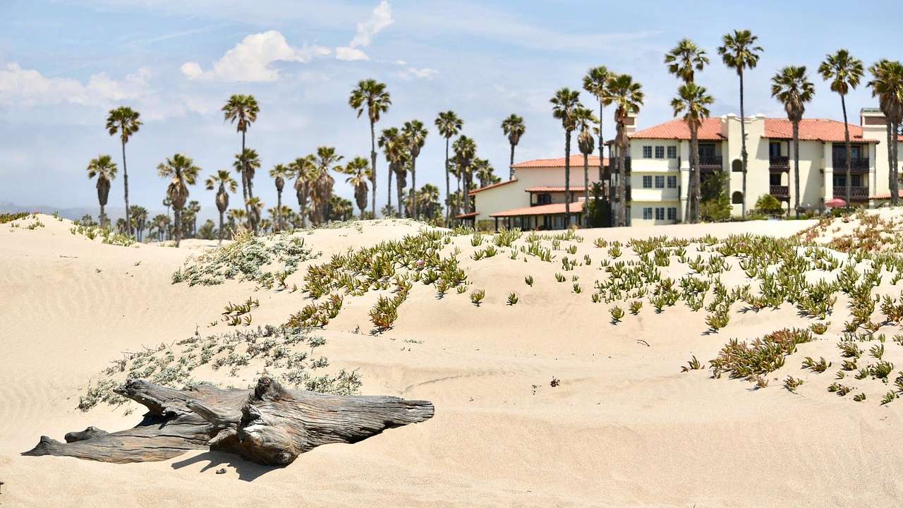 A sandy beach with a piece of driftwood next to beach houses and palm trees