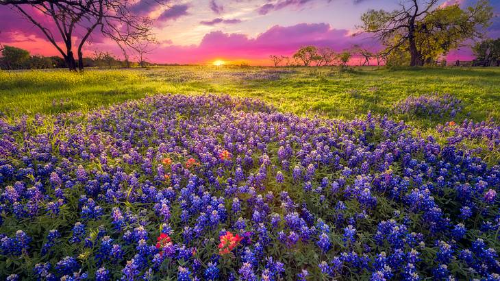 A stunning field with purple flowers and green grass at dawn, with a purple-pink sky