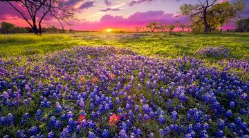 A stunning field with purple flowers and green grass at dawn, with a purple-pink sky