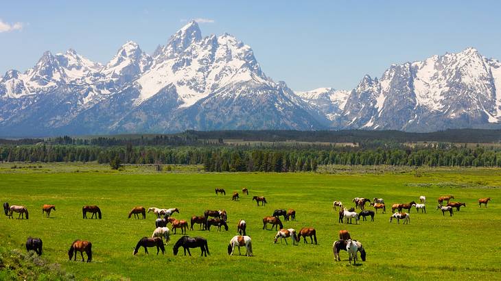 A green field with many horses grazing, with snow-covered mountains in background