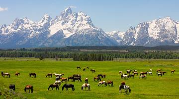 A green field with many horses grazing, with snow-covered mountains in background