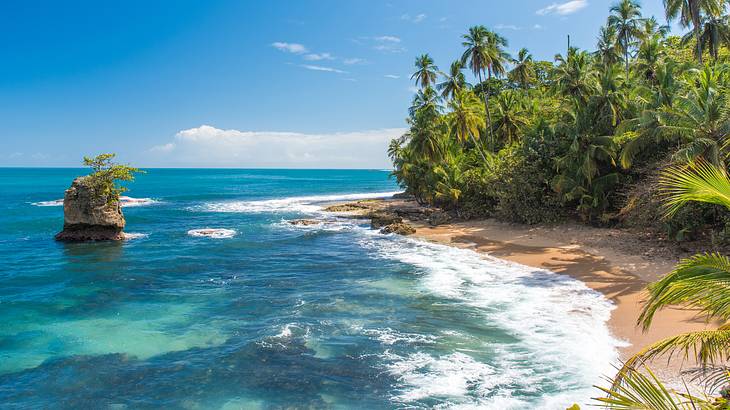 Beautiful tropical sandy beach with green flora under a blue sky from above