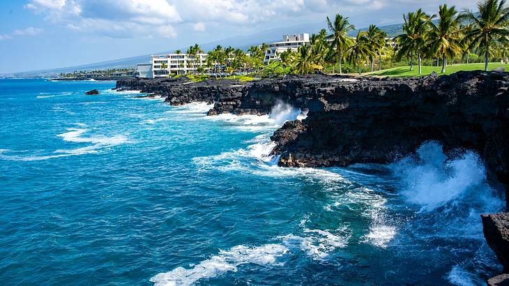 Palm trees and lava rocks on the coastline in the morning