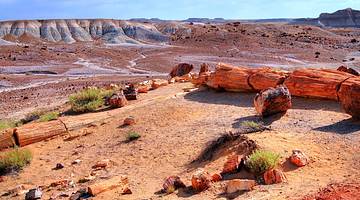 A desert landscape with dry, fallen tree trunks in the foreground and hills behind A desert landscape with dry, fallen tree trunks in the foreground and hills behind