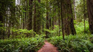 Deserted footpath amid redwood and sequoia trees