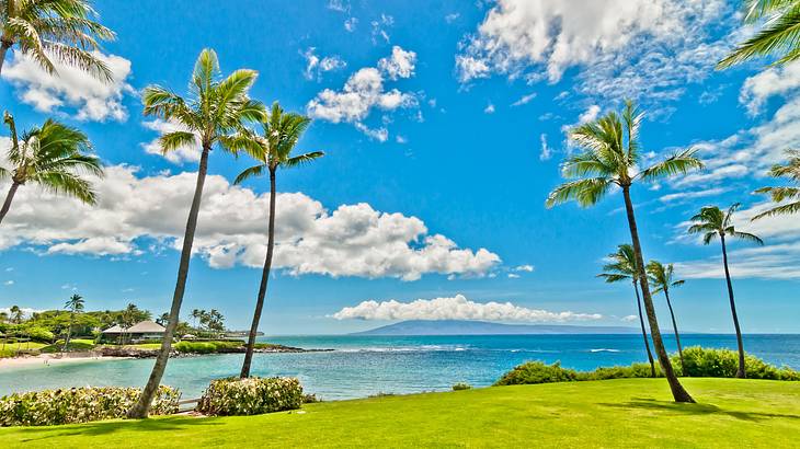 Green grass with palm trees and blue ocean and sky in the background
