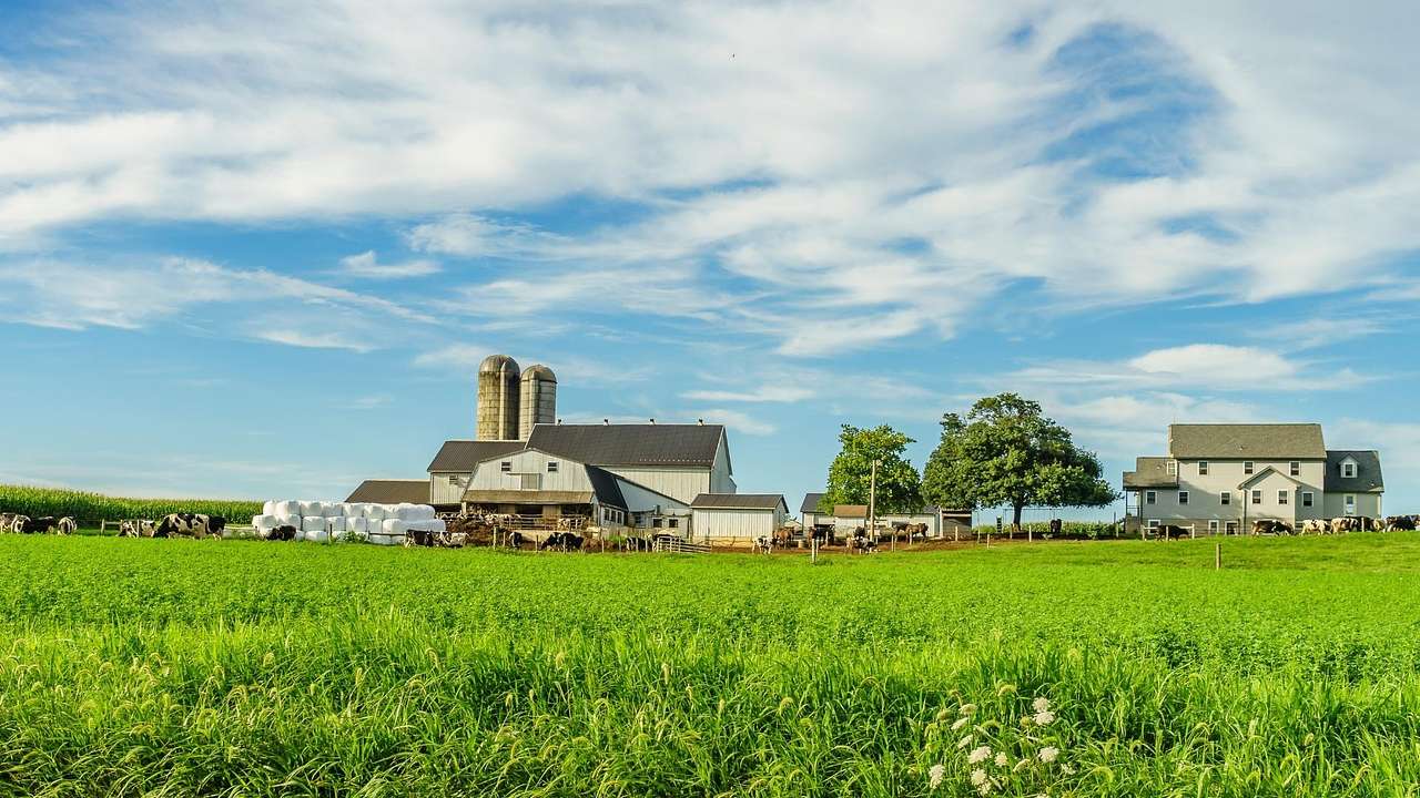 Green grass next to farm buildings under a blue sky with clouds