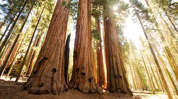 The trunks of large sequoia trees on a sunny day