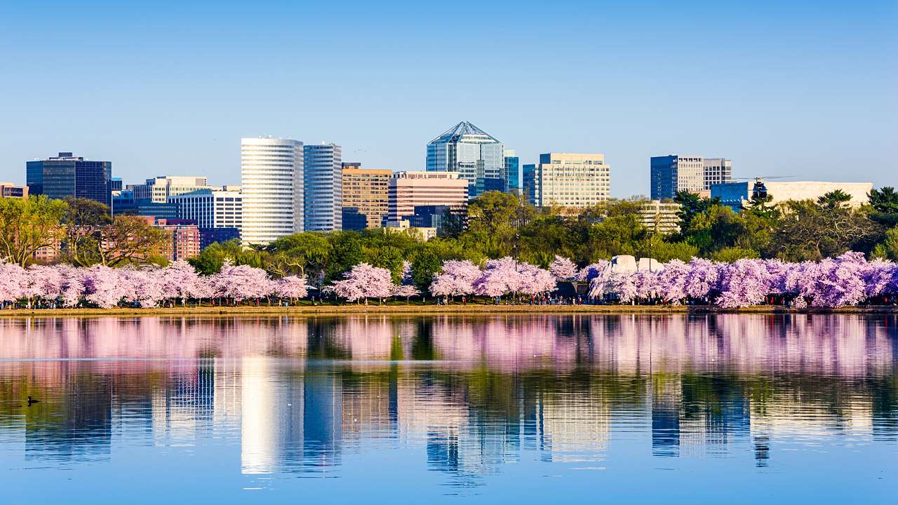 A river next to pink blossom trees and a city skyline that reflects into the water