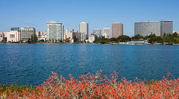 A city skyline, a large body of water, and a bush of red flowers