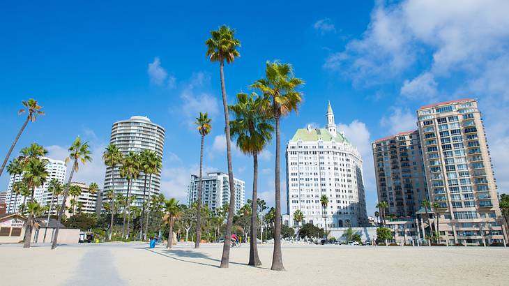 Palm trees on the beach with buildings in the background Palm trees on the beach with buildings in the background