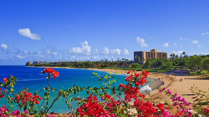 Red and pink flowers in front of a beach with hotels in the background on a nice day