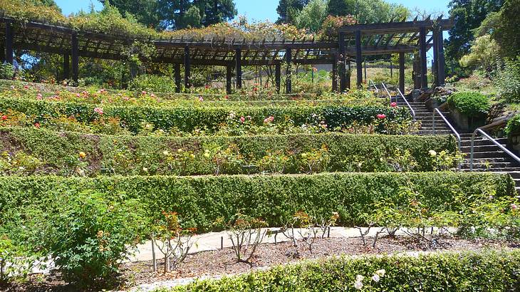 Rows of plants like a stairway with a long trellis at the top and trees in the back