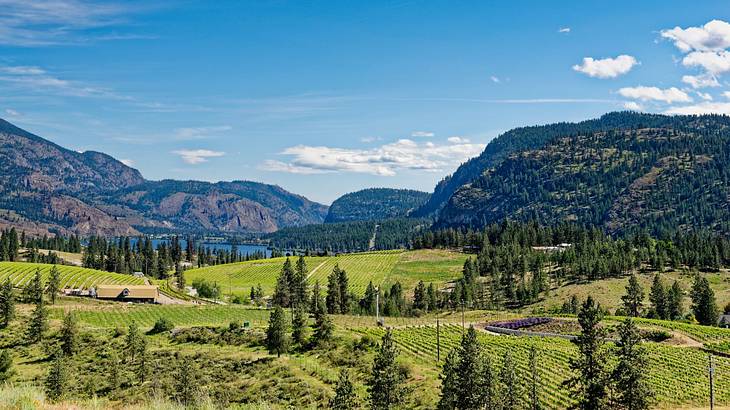 Yellowish and green vineyards alongside a lake and mountains under a clear blue sky