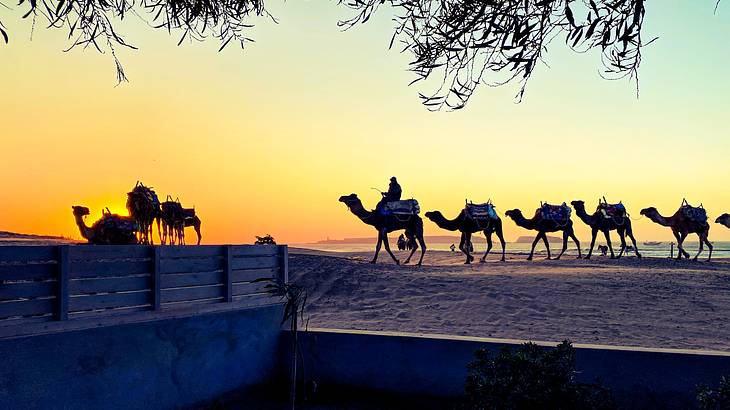 Best Cities to Visit in Morocco - Camels at sunset on the beach, Essaouira, Morocco