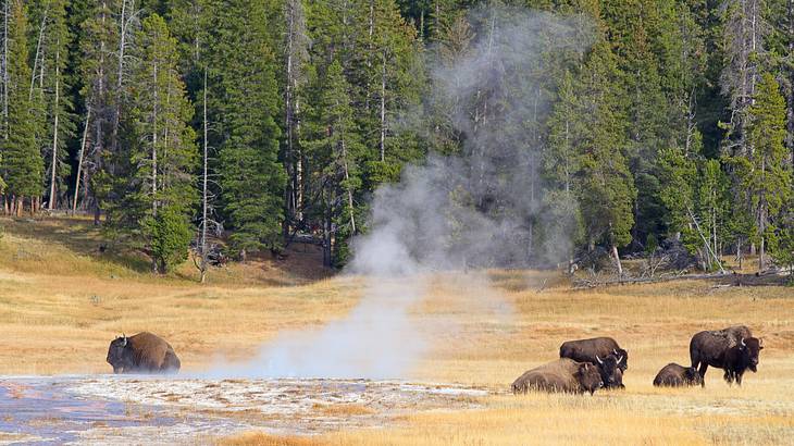A group of bison hanging around steaming ground with a forest of trees nearby