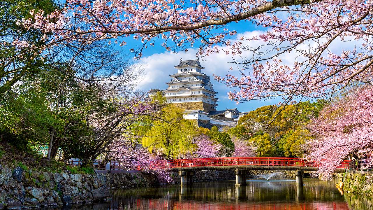 Cherry blossom trees and a bridge over a river with a tall temple in the background