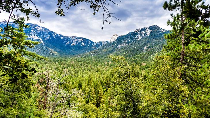 A view of a forest near snow-covered mountains in the background