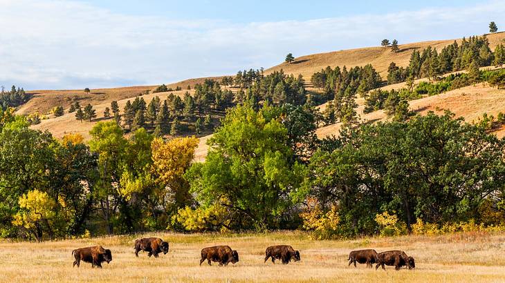 Buffalo grazing on yellow grass with trees and hills behind them