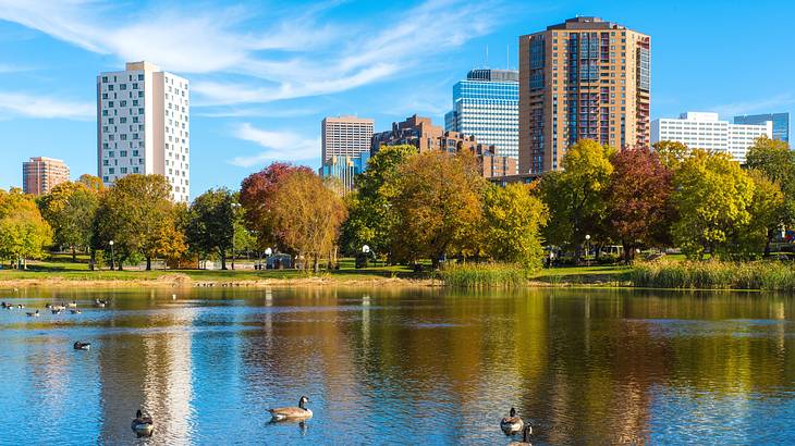 Geese on a pond with a backdrop of trees and buildings on a sunny day