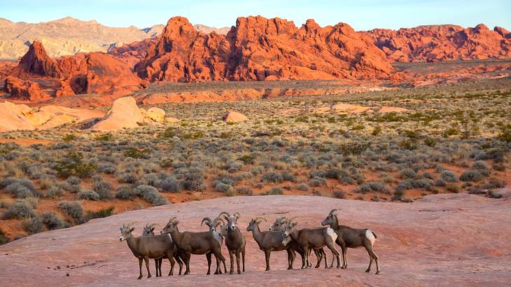 Bighorn sheep in a deserted location with grass and rock formations behind