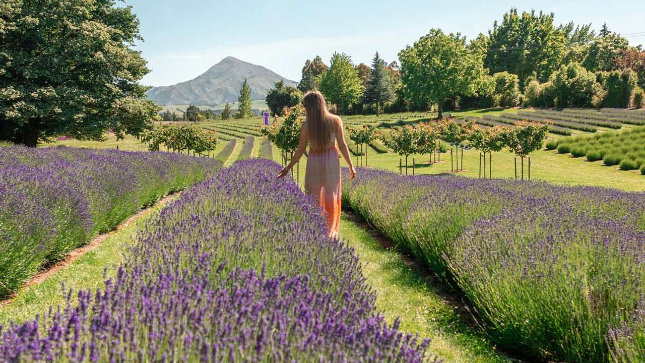 Girl walking in between rows of flowers at a lavender farm