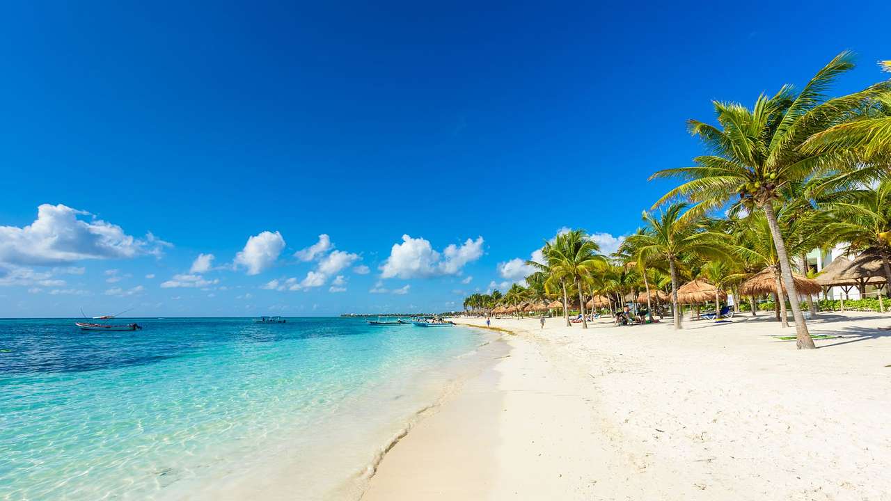 A sandy beach with palm trees on one side and the turquoise ocean on the other