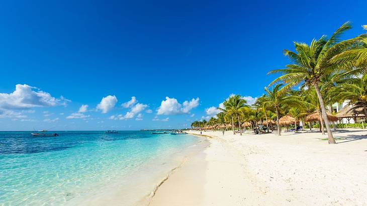 A sandy beach with palm trees on one side and the turquoise ocean on the other