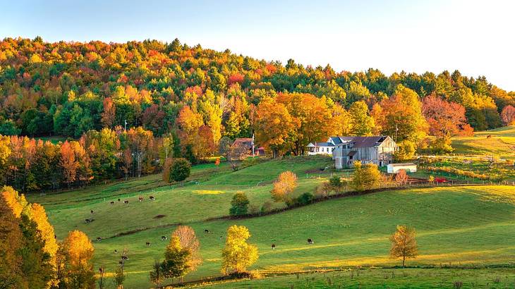 Hilly farmland with farm buildings and orange and red fall trees surrounding