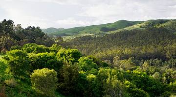 Hills filled with dense vegetation after the winter rains