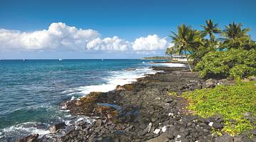Palm trees and lava rocks on the coastline in the morning