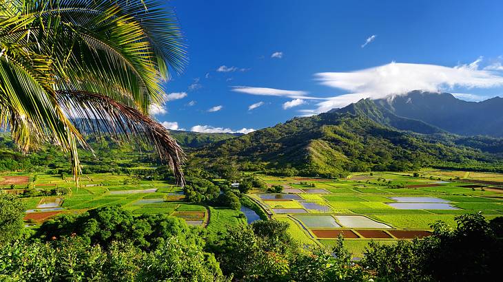 Taro fields with mountains and palm trees around them under a blue sky