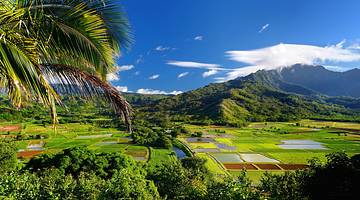 Taro fields with mountains and palm trees around them under a blue sky