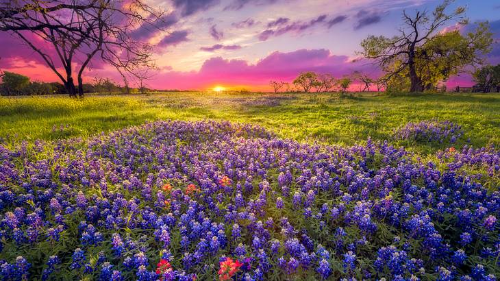 A stunning field with purple flowers and green grass at dawn, with a purple-pink sky