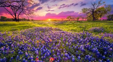 A stunning field with purple flowers and green grass at dawn, with a purple-pink sky A stunning field with purple flowers and green grass at dawn, with a purple-pink sky