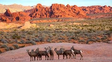 Bighorn sheep in a deserted location with grass and rock formations behind
