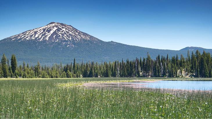 Looking towards green grass with a snow-capped mountain at the back under a clear sky