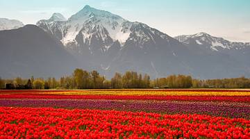 Seeing the tulip fields in Chilliwack is one of the fun Vancouver date ideas to do
