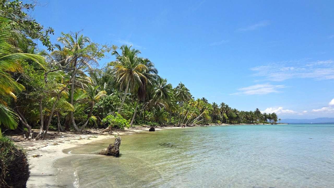 A sandy beach with palm trees and gentle clear blue water lapping the shore