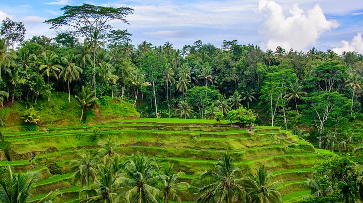 3 Days in Ubud Itinerary - Rice Terraces, Ubud, Bali, Indonesia