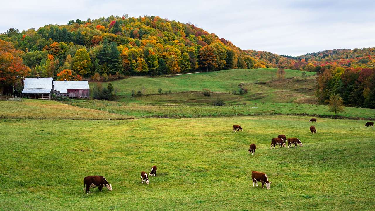 50 Interesting & Fun Facts About Vermont State to Know (Updated in 2023)
