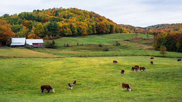 A green field with cows grazing next to small barns and autumn trees A green field with cows grazing next to small barns and autumn trees