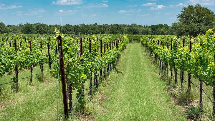 Rows of grape vines in a field with trees in the distance and a blue sky Rows of grape vines in a field with trees in the distance and a blue sky