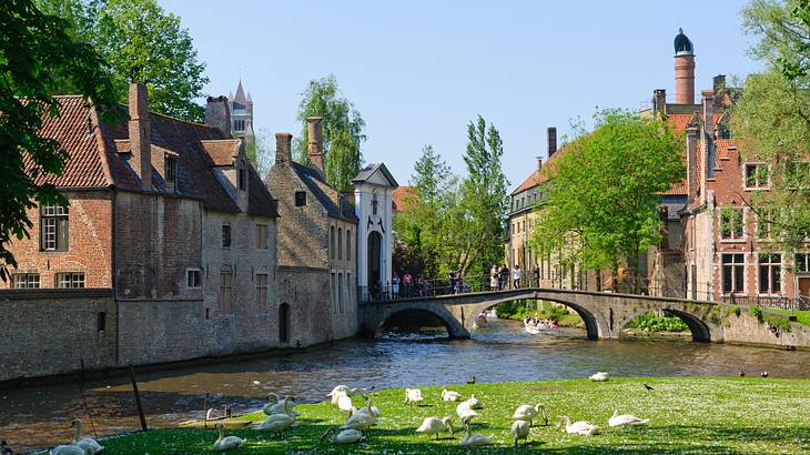 Swans on grass in front of old buildings along a canal surrounded by green trees