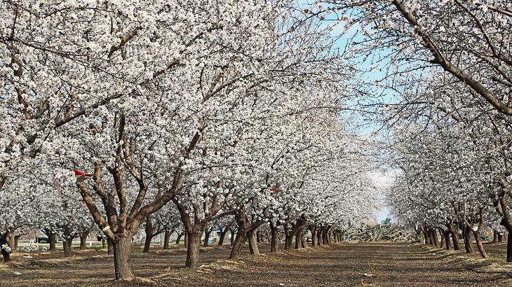 Rows and rows of almond trees with white flowers in a plantation