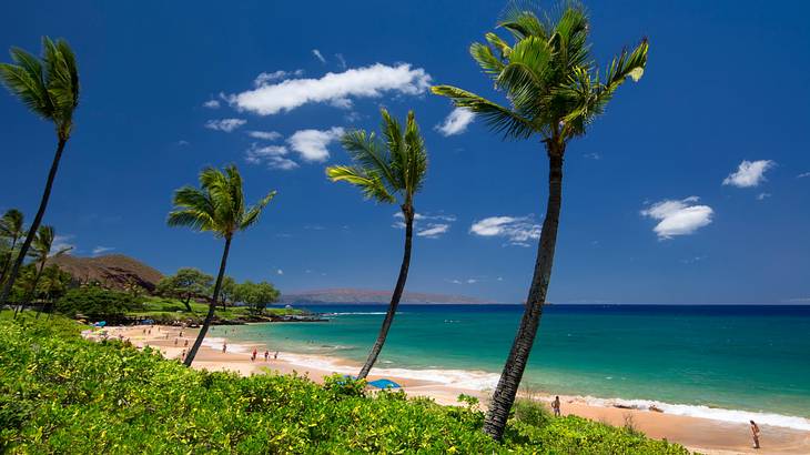 Palm trees swaying on a beach, Maluaka Beach, Maui, Hawaii, USA