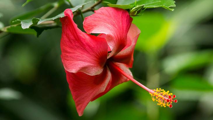 Red Chinese hibiscus flower at Twin Falls in Maui, Hawaii, USA