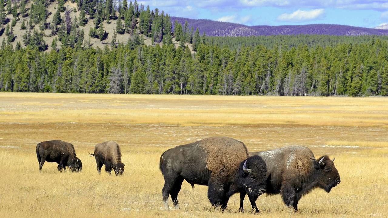 Two bison in grassland with two other bison behind them next to hills with trees